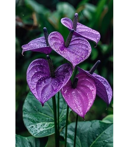 Chitra Garden Blue Anthurium Live Plant 